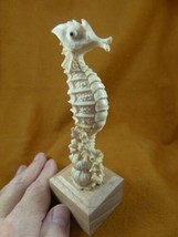 Seah-w1 Seahorse tail around coral of shed ANTLER figurine Bali detailed carving - £187.77 GBP