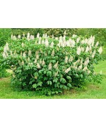 5 Bottlebrush Buckeye Seeds Nuts Aesculus Parviflora USA SELLER Fast Shipping - $22.80