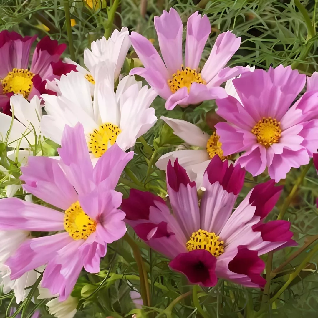 HGBO Sea Shells Mix, Cosmos 100 Seeds USA Seller - £6.85 GBP