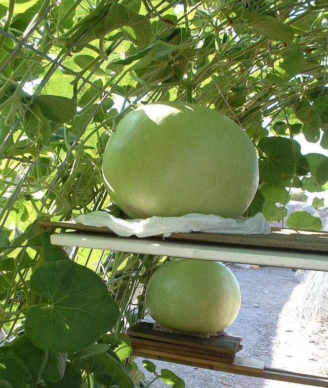 Must-Have 5  Giant Bushel Gourd Seeds Harvest up to 100 lbs For Basket A... - $81.09 MXN