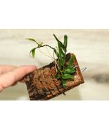 DENDROBIUM LEUCOCYANUM x SULAWESIENSE SMALL ORCHID MOUNTED - $67.15