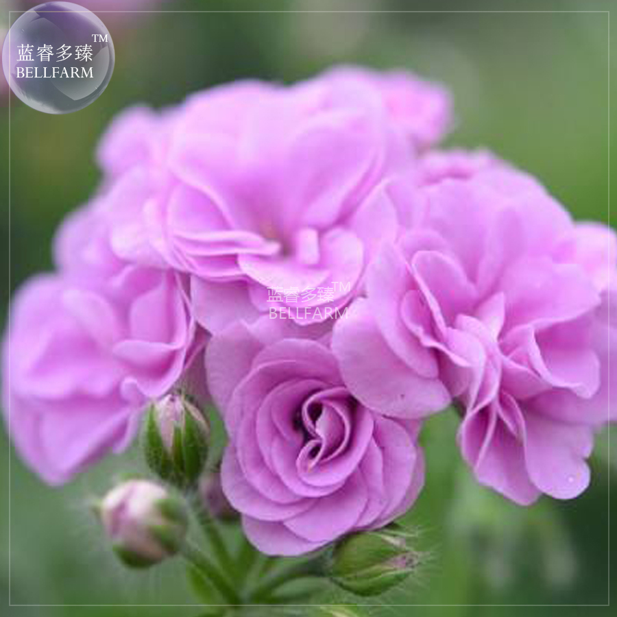 Geranium Fully Light Purple Chinese Rose Typed Compact Flowers 10 Seeds - $7.99