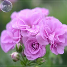 Geranium Fully Light Purple Chinese Rose Typed Compact Flowers 10 Seeds - $7.99