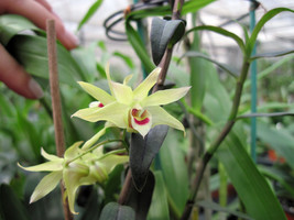 SL 1 Pod Dendrobe Seeds (Flower Powder) Dendrobium Orchid Flowers Herba ... - $92.63 MXN