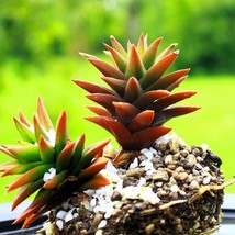 New Fresh Seeds 50 Rock Pine Orostachys Japonica Multicolored Succulent ... - £12.29 GBP