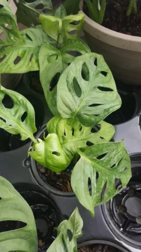 Monstera Adansonii Swiss Cheese Live Plant 4 To 5 Rooted Leaves 4 Inch P... - $9.10