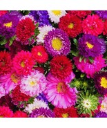 50+ Aster Powderpuff Mix Flower Seeds Fresh Harvest  From US  - $8.49