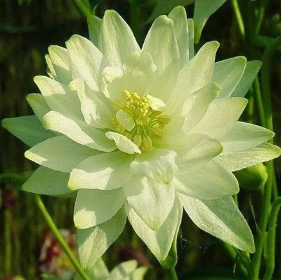 35 Seeds Columbine Lime Sorbet - £7.72 GBP