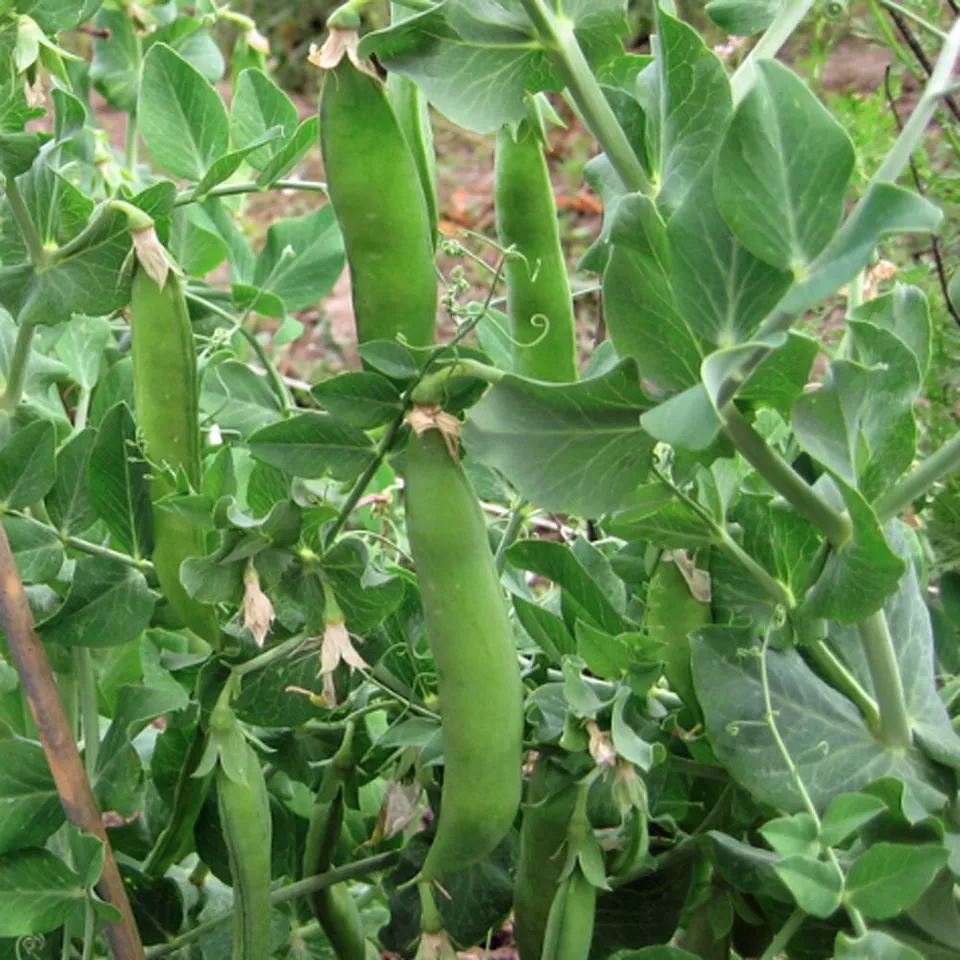 Lincoln Pea Bush Pod Vegetable Garden NON GMO 25 Seeds - $10.00