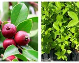 TOP SELLER strawberry guava plant, Psidium cattleianum,cattley guava - £43.26 GBP