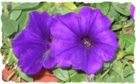 Guashi Store 100 Seeds Purple Petunia Hybrida Pollinator Garden Container Flower - £7.86 GBP
