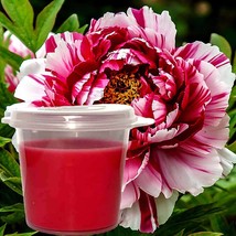 Peony Scented Soy Wax Candle Melts Shot Pots, Vegan, Hand Poured - £12.89 GBP+