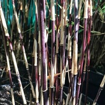 SD 50 Purple Bamboo Seeds Privacy Plant Garden Clumping Shade Screen Fas... - $12.11