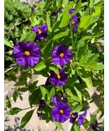 SR Free Shipping Lycianthes rantonnetii, Potato Bush - 10 stems 4-6 inches  - $22.98