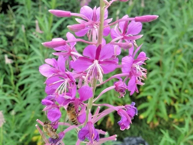 BPASTORE 301 Fireweed Rosebay Willow Herb Yanagiran Buy Seeds Online - £7.40 GBP