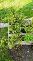 Lot of (5) Green Giant Arborvitae starter trees 6&quot;-10&quot; Tall Ships Spring... - $59.95