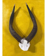 Nyala African Antelope Horn + Skull (20.5 inches horns around the curls) - €212,61 EUR