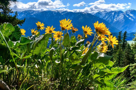 50 Mountain Arnica ‘Arbo’ Seeds Arnica montana High Essential Oil Content - $13.90