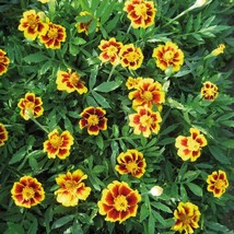 Legion Of Honor Dwarf Marigold Gardening Fresh USA SHIPPING - $8.97