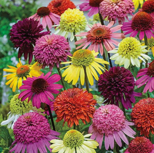 LD 50 Double Mix Coneflower Seeds Echinacea Flower Perennial Fast Shipping - $10.10