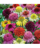 LD 50 Double Mix Coneflower Seeds Echinacea Flower Perennial Fast Shipping - $10.10