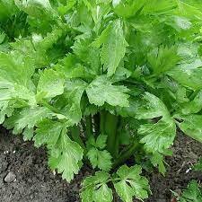 40 PCS Seeds Tall Utah Celery Apium Graveolens Vegetable Item image 2