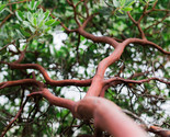 Dr. Hurd Manzanita Tree, Landscape Focal Point, Pre-Bonsai, or native ga... - $34.60+