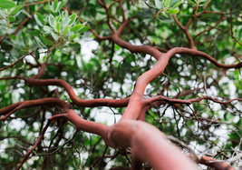 Dr. Hurd Manzanita Tree, Landscape Focal Point, Pre-Bonsai, or native garden - $34.60+