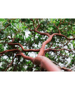 Dr. Hurd Manzanita Tree, Landscape Focal Point, Pre-Bonsai, or native ga... - £27.09 GBP+