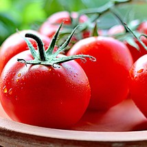 Sub Arctic Plenty Tomato Seeds Fresh Seeds USA - £12.40 GBP