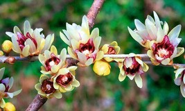 US Seller Chimonanthus Praecox Shrub 50 Seeds Fragrant Wintersweet Hardy Allspic - £15.16 GBP