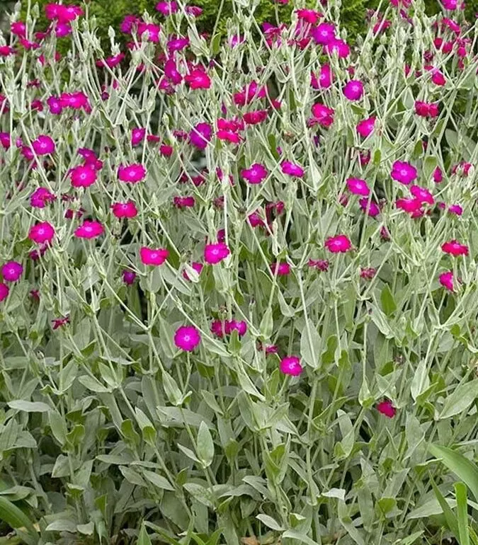  25 Seeds Lychnis Coronaria Rose Companion Mix Of Colors Perennial - $9.53
