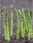 Mary Washington Asparagus Seeds NON-GMO | Perennial vegetable 85 seed - $8.50