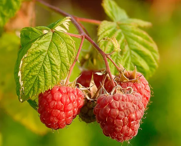 Rubus Idaeus Red Raspberry Fruit Seeds USA Seller - £14.04 GBP