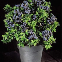 25 Seeds Dwarf Bonsai Blueberry Organic Delicious Fruit Planter Bush Fro... - $9.99
