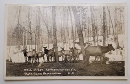 Herd of Elk Northern Wisconsin State Game Reservation Real Photo Postcar... - $24.55