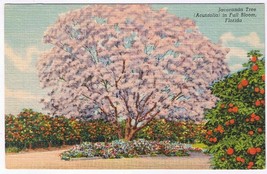 Florida Postcard Jacaranda Tree In Full Bloom - $1.44