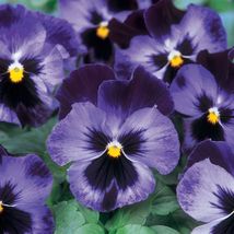 20 Seeds Pansy Halloween II Black Or Purple Flower - £7.98 GBP
