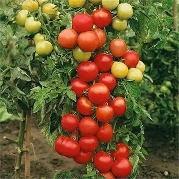 50 Moneymaker Heirloom Tomato Seeds Non - Gmo Harvest Fresh New - £5.29 GBP