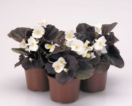 PowerOn 30+ Gorgeous Begonia Nightlife Pure White Flower Seeds / Bronze Leaf / A - £5.65 GBP