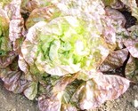 Lettuce Seeds Marvel Of Four Seasonsbibb 400 Seeds  Non Gmo Fast Shipping - $8.99