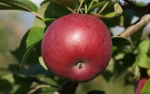 25 McIntosh Apple Seeds for Garden Planting - $8.25