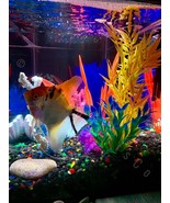 LED Aquarium Lights 20 Colors and Motion Options 24 inch Line Strip w/Re... - £25.19 GBP