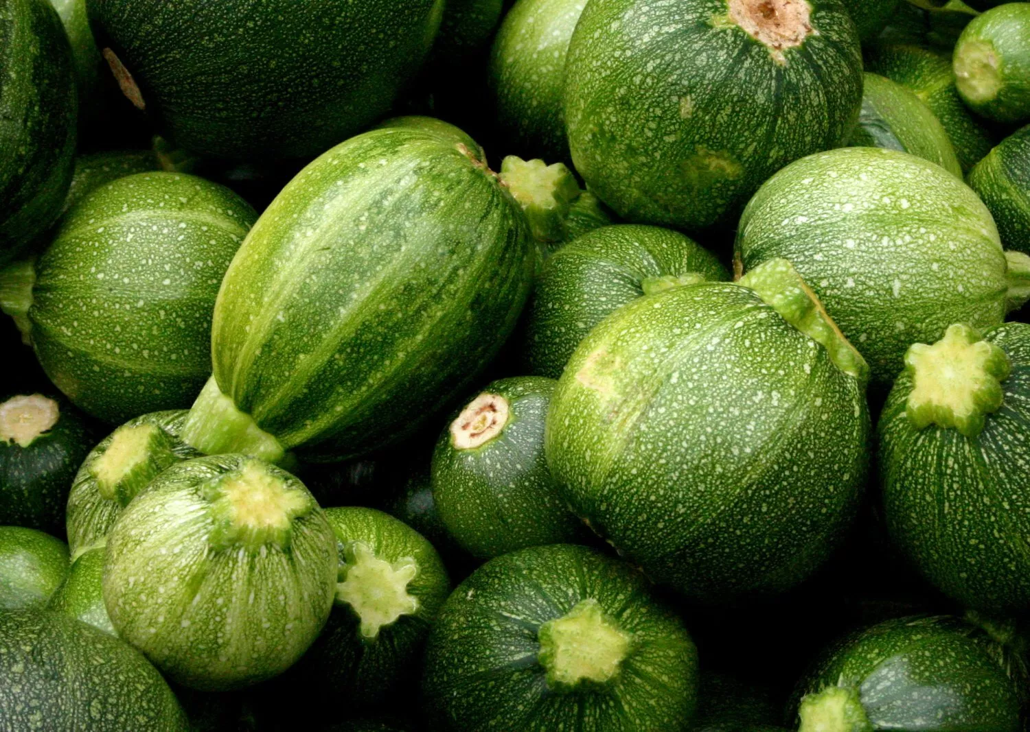 Squash Zucchini Round Summer Vegetable NON GMO 25 Seeds - $9.60