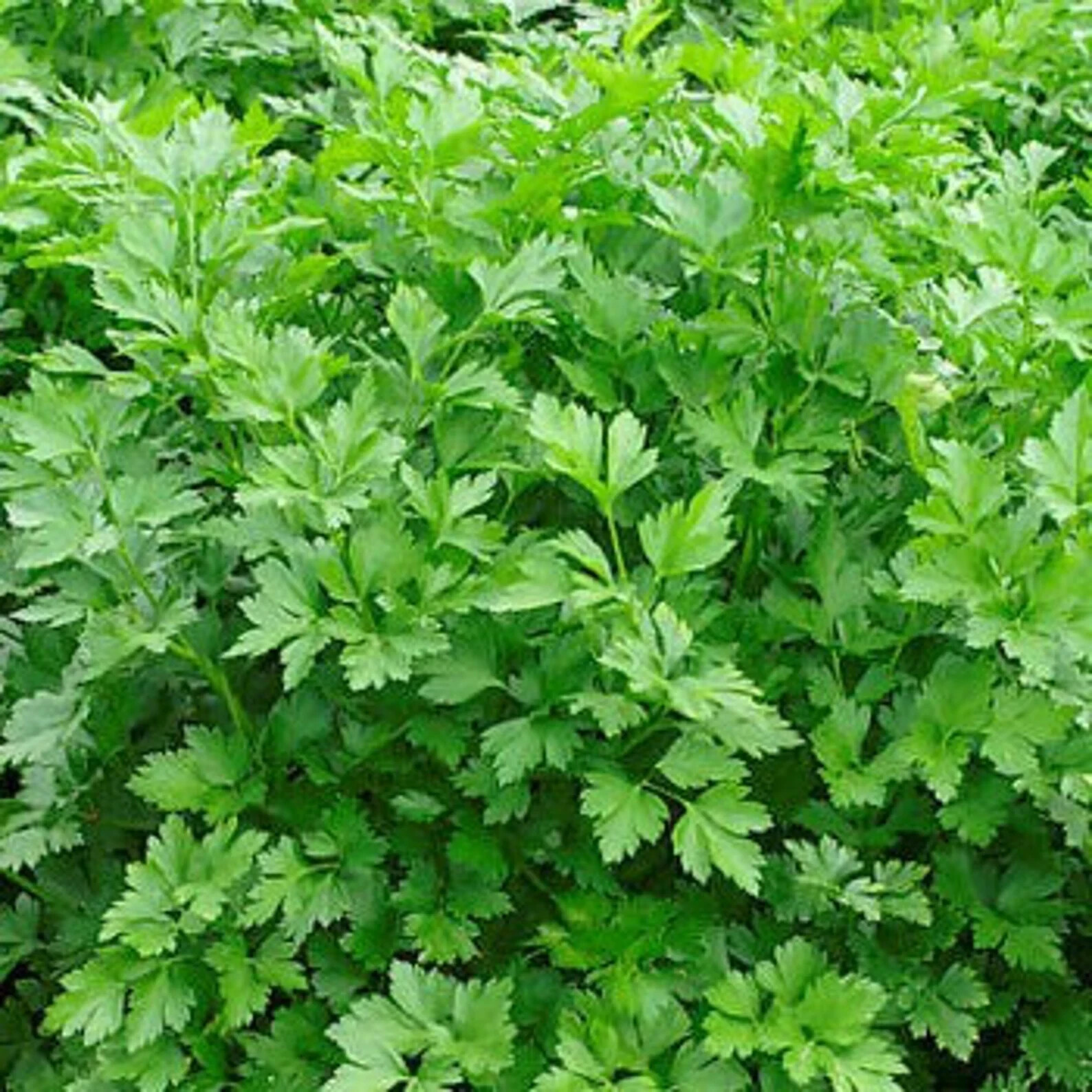500+ Giant Italian Parsley Seeds Heirloom Non-GMO Free Ship Herb Seeds #27 - $2.19