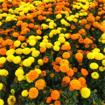 25+ African Sugar &amp; Spice Mix Marigold Seeds For Garden - USA - ! - £4.86 GBP