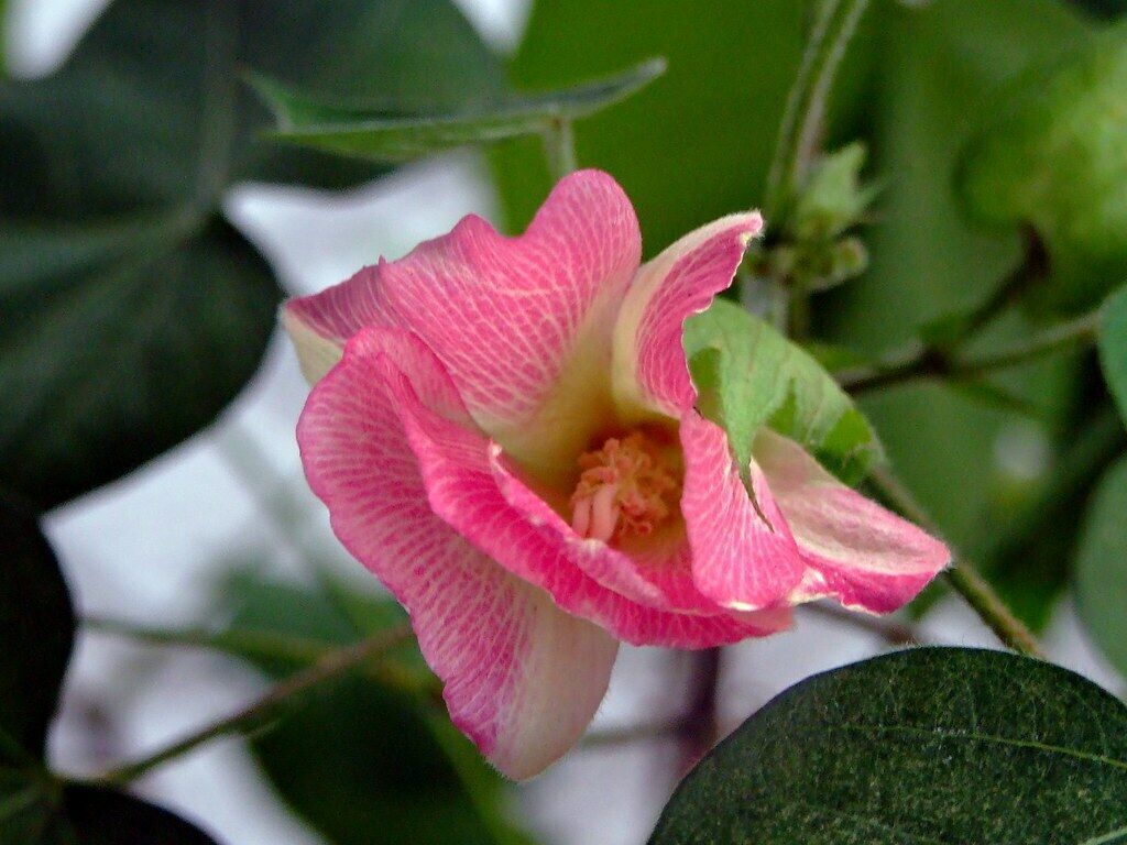 Gossypium Arboreum Red Flowered Tree Cotton 5 seeds Fresh Gardening - $17.96