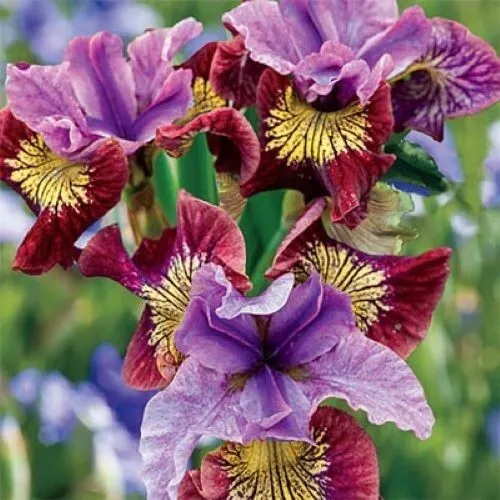 Purple Red Heirloom Iris 21 Seeds Fragrant Flower Plant USA Seller - £11.46 GBP