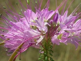 GIB Cleome serrulata | Rocky Mountain Bee Plant | 50 Seeds - £12.53 GBP