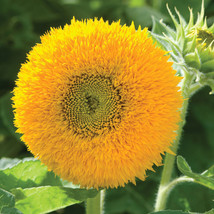 100 Seeds of Sunflower Teddy Bear Fresh Flower Seeds USA Grown - £14.38 GBP